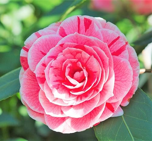(1) - Dad's Pink Camellia Japonica - Planta de inicio (4L) (1 planta viva)