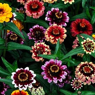 SEEDS4SPRING Mix Zinnia Aztex Sunset Flower Plant - 100 Pcs Seeds - Made in USA, Ships from WY