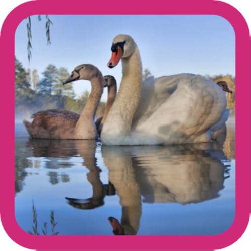 Beauty Swan Pictures