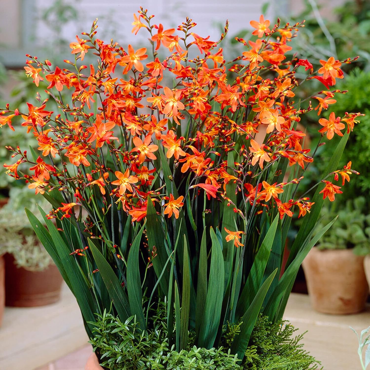 Crocosmia Carmine Brilliant Montbretia Plant Garden Ready Outdoor