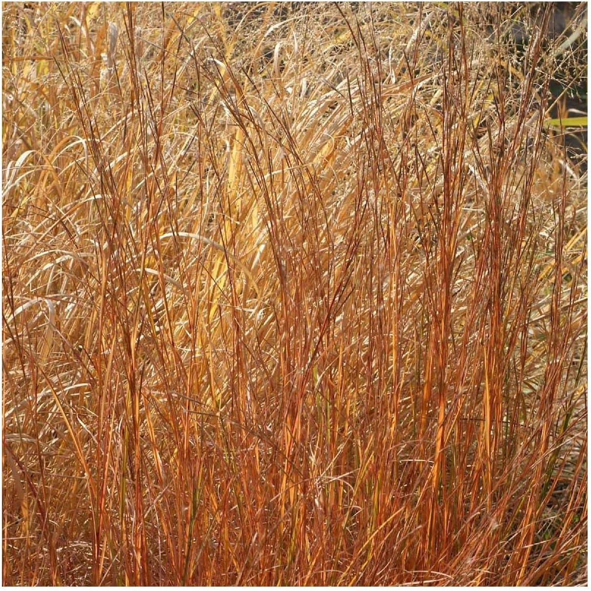 Everwilde Farms - 1 Lb Little Bluestem Native Grass Seeds - Gold Vault