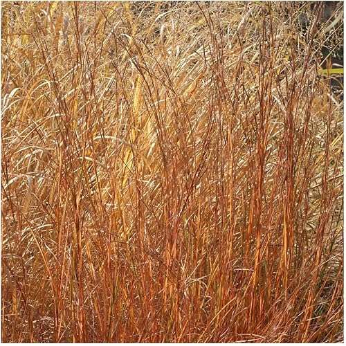 Miniatura 5 de everwilde explotacionesLittle bluestem Native semillas de pastoOro Vault