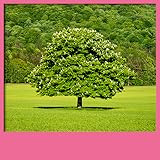 Tree Live Wallpapers