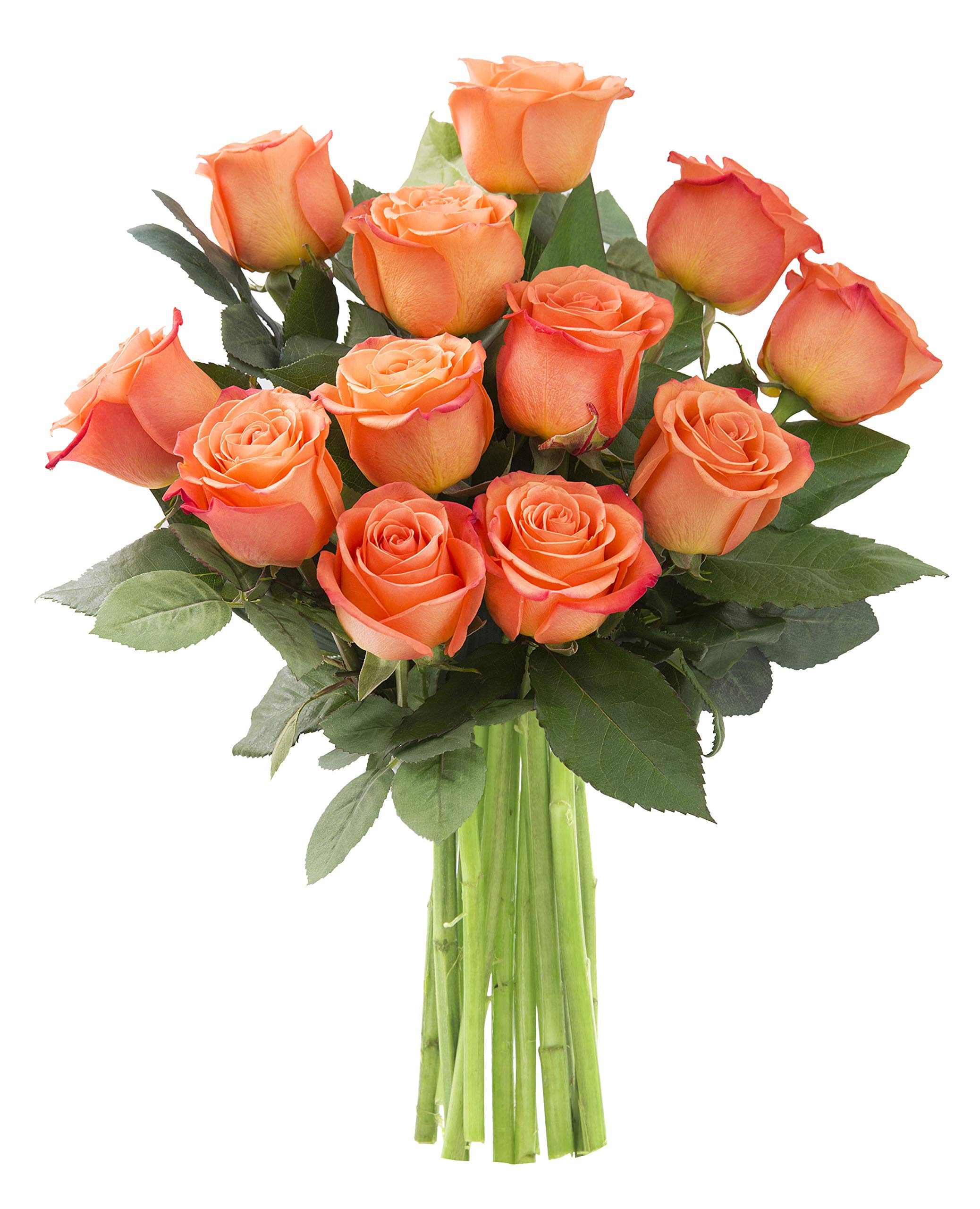KaBloom PRIME NEXT DAY DELIVERY - Bouquet of 12 Fresh Orange Roses | Fresh Flowers For Delivery Prime | Gift for Birthday, Sympathy, Anniversary, Get Well, Thank You, Valentine, Mother’s Day Flowers