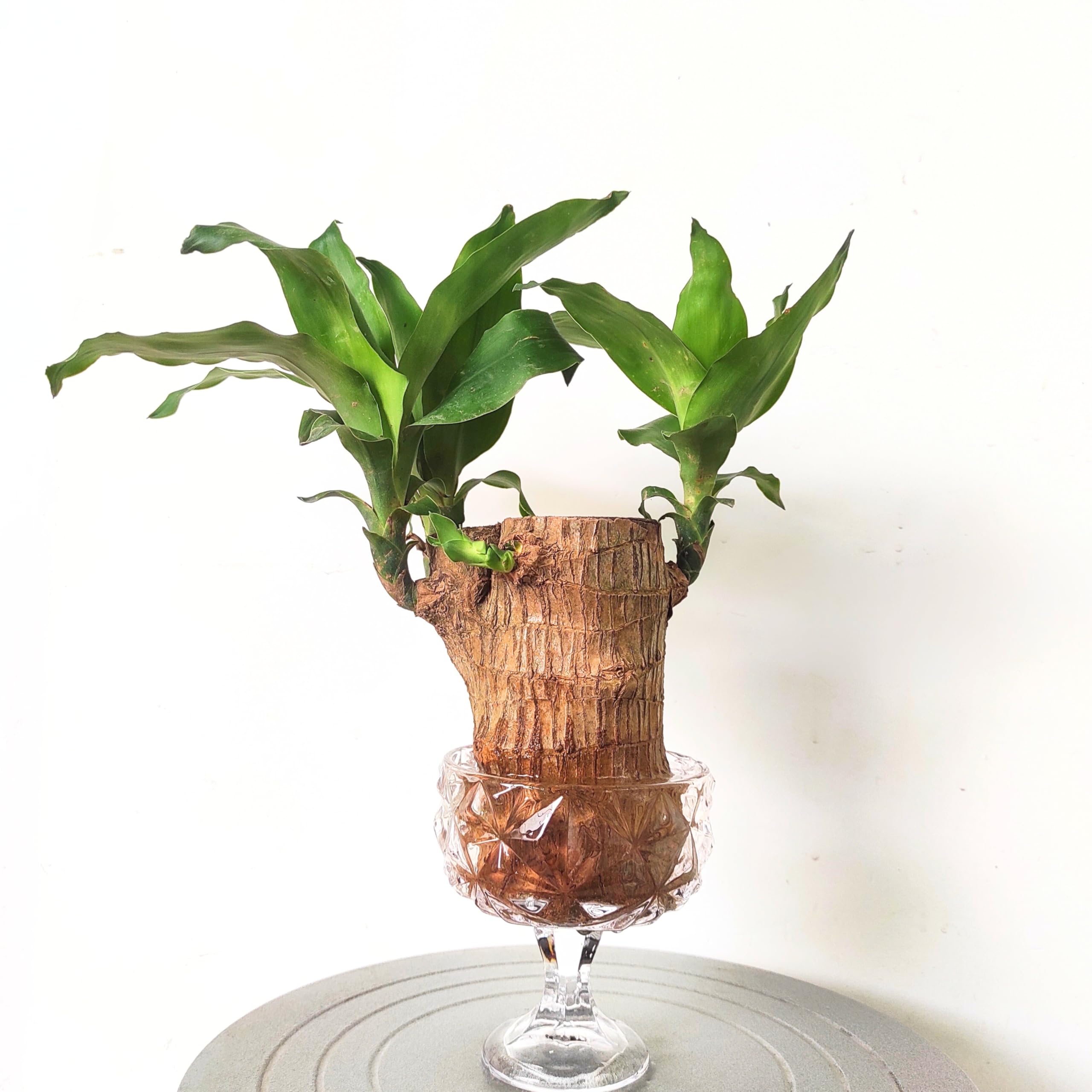 Birthday Gift Lucky Brazil Wood  Exotic Tropical Plant |Brazilian Wood  (Dracaena fragrans) Good Luck" gifts,| NASA Clean Air Plant|Office Desk  Plant ...