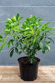 Choisya ternata - Mexican Orange Blossom - 5 Litre Established Plant