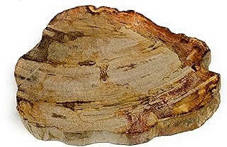 530g, 6"x5.2"x0.7" Petrified Wood Slab Polished/Rough Tree Branch Specimen, Minerals, Home Decor from Indonesia, B22666