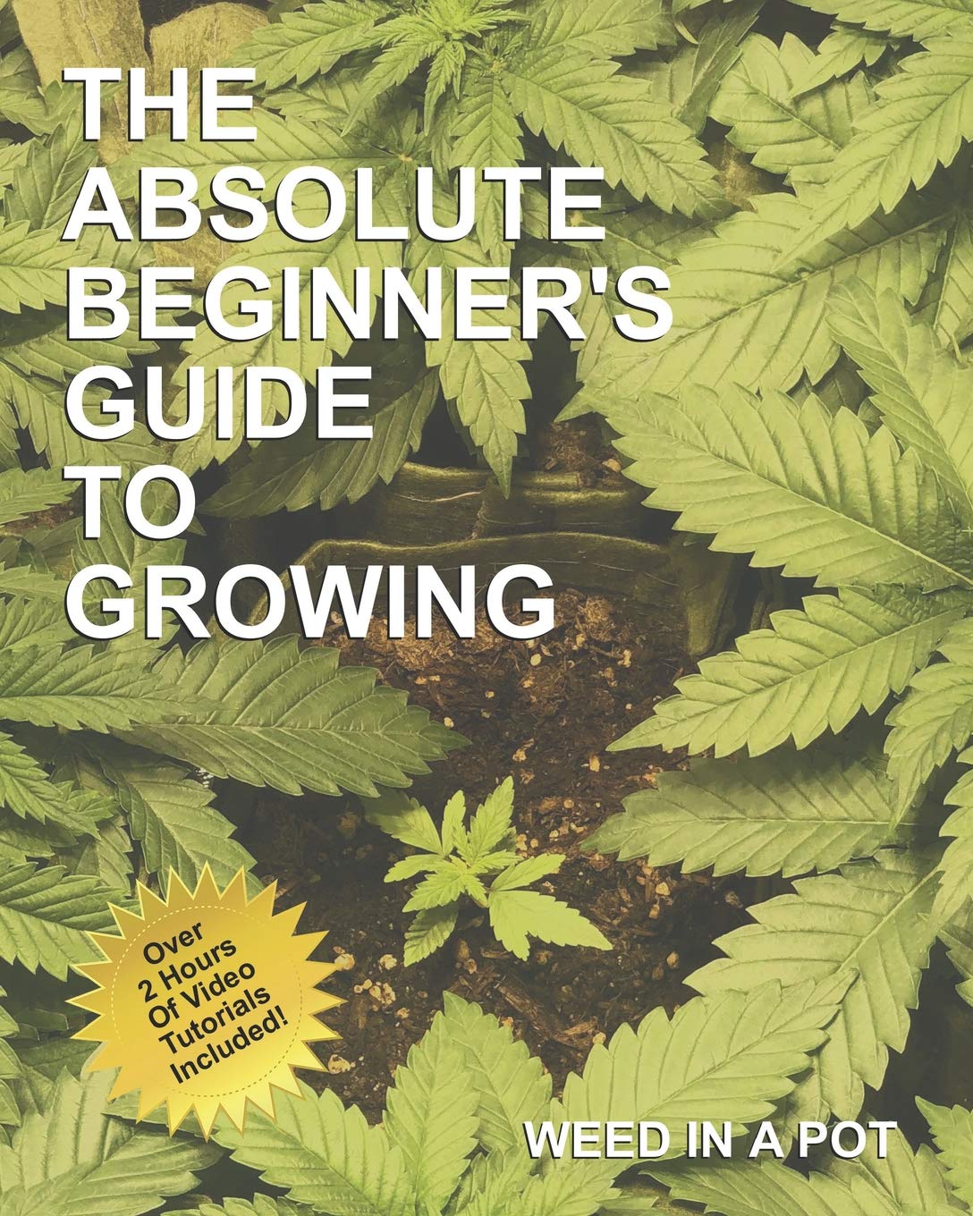 The Absolute Beginner's Guide To Growing Cannabis