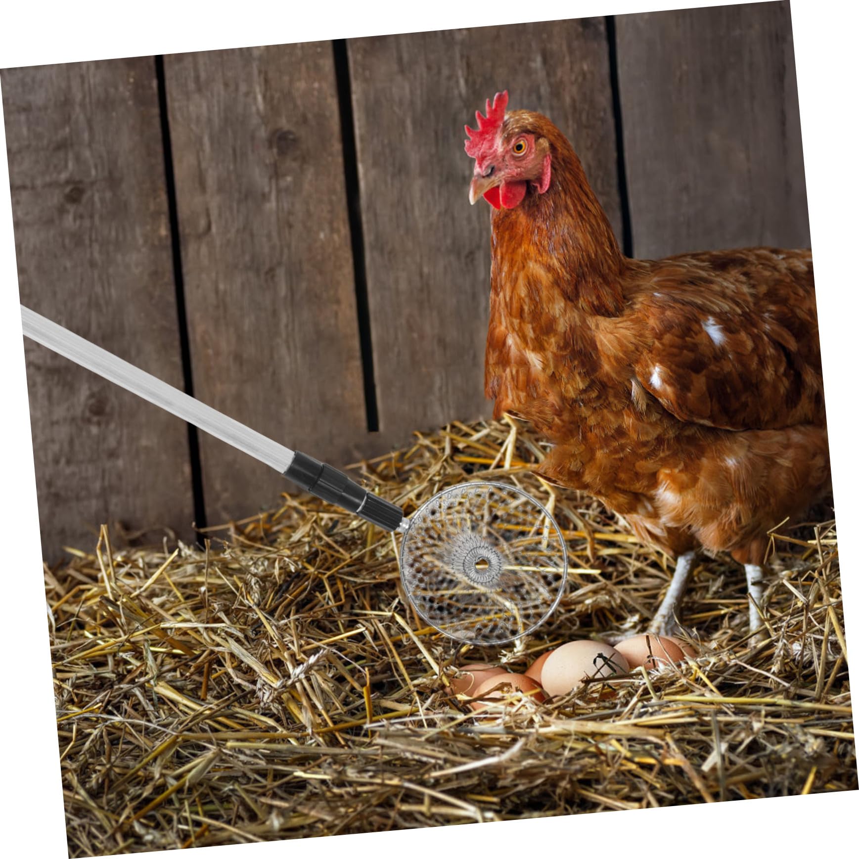 Recogedor de Huevos para Gallinas Ajustable con Mango Antideslizante Herramienta Extensible de Alcance para Gallinero y Avícola Cesta Metálica Resistente para Recolección