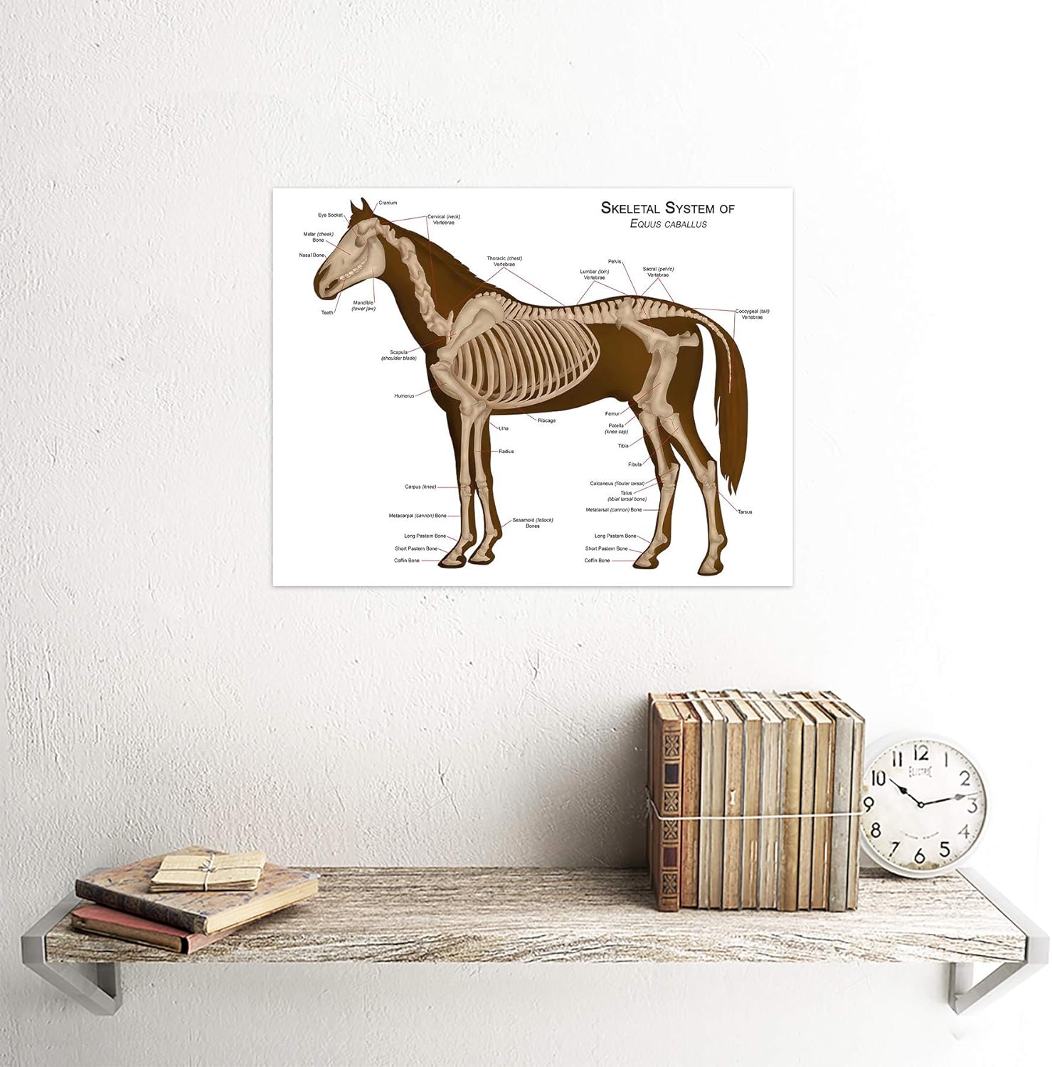 Glossy Anatomical Chart Horse Skeleton 12" x 16" Poster