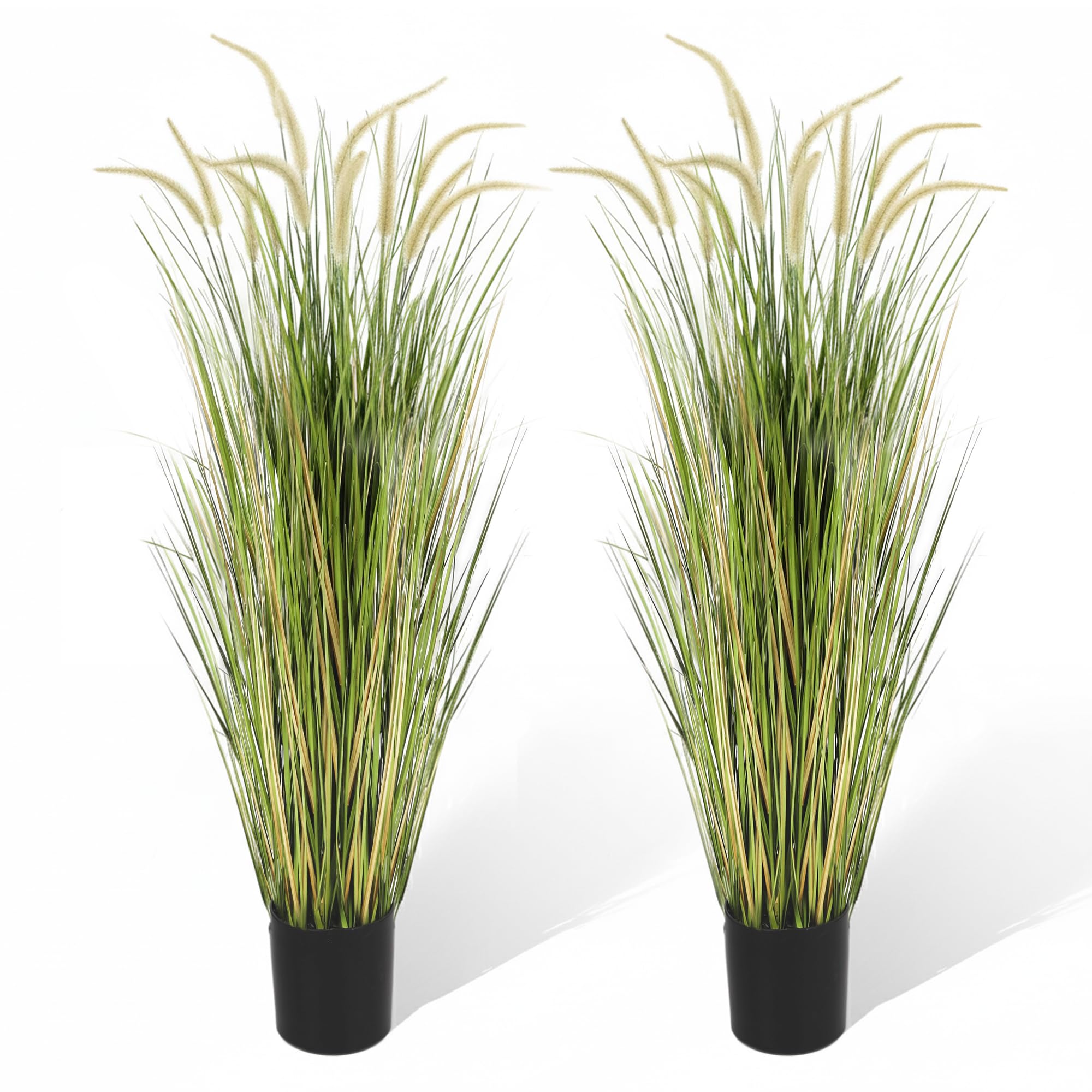 KOL 5ft 2-Pack Horsetail Reed Grass