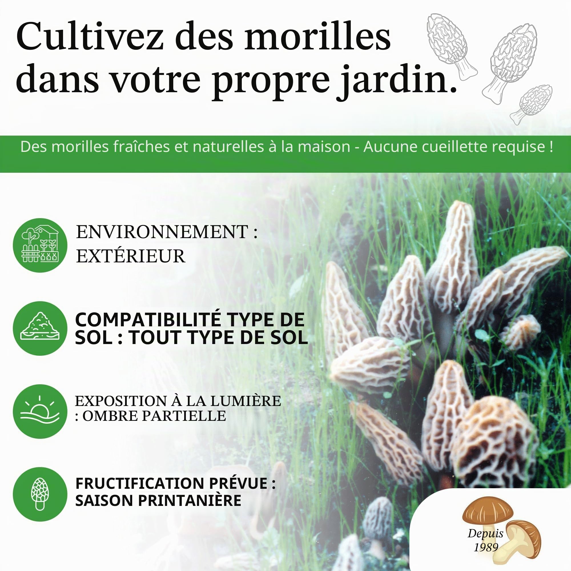 Kit de culture de champignons morilles d'arrière-cour