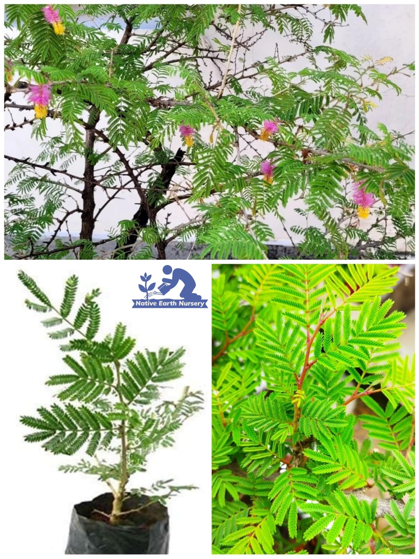 Native Earth Shami/Khejri Holy Plant - Chettu Parambai Vanni Maram/Banni/Jammi Jand Tree Height 2 Feet, Pack Of 1 Plant (B0CLP35K9M) Amazon Price History, Amazon Price Tracker