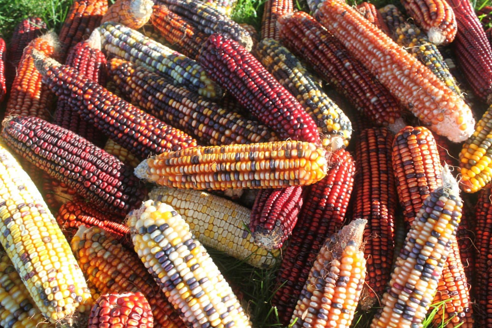 Iowa Indian Corn- (Full Ears) 6-8 Ears 2018 (Without husks)