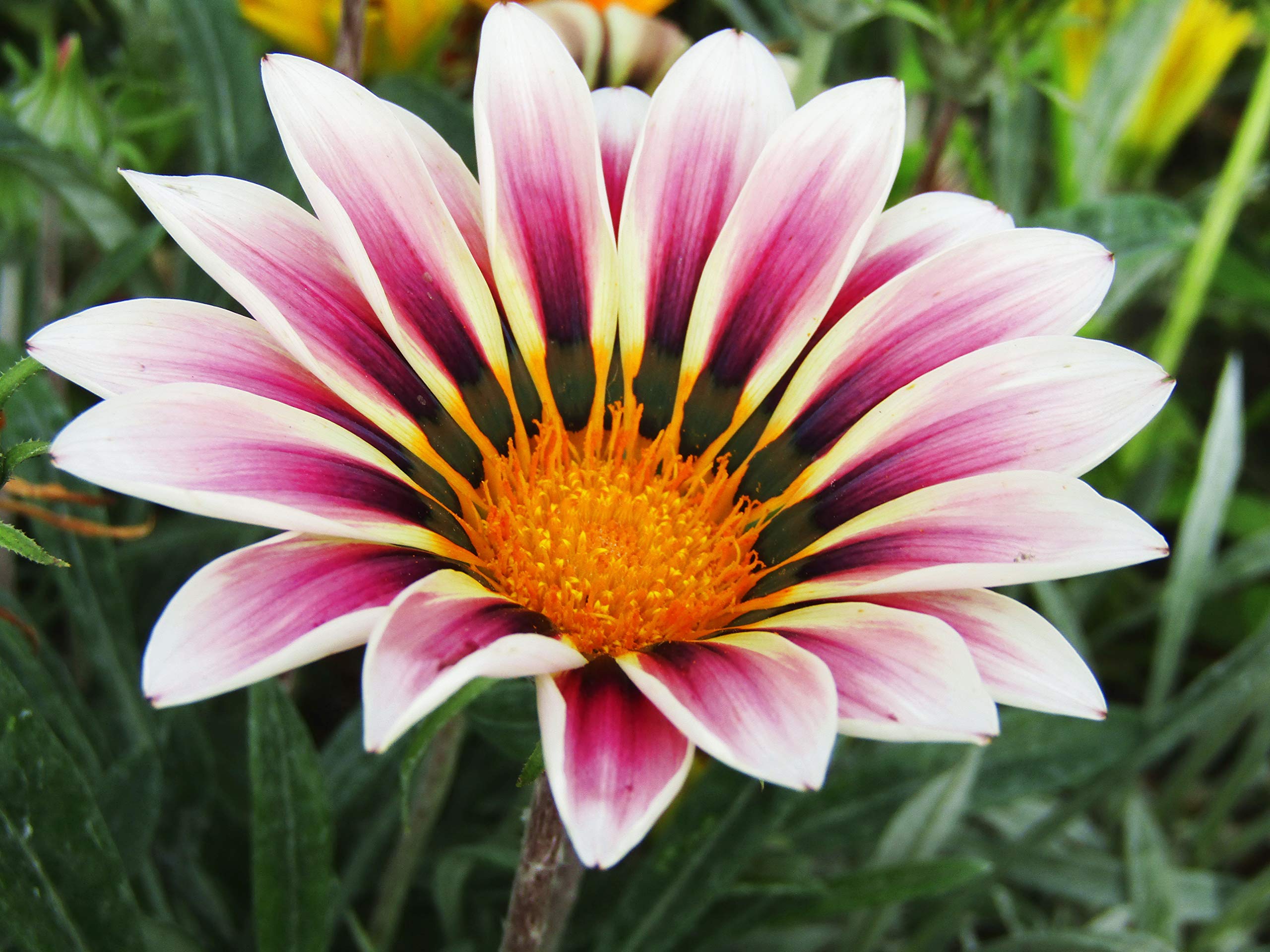Amazon.com : Seeds Treasure Flower Gazania Mix Indoor 40 Days