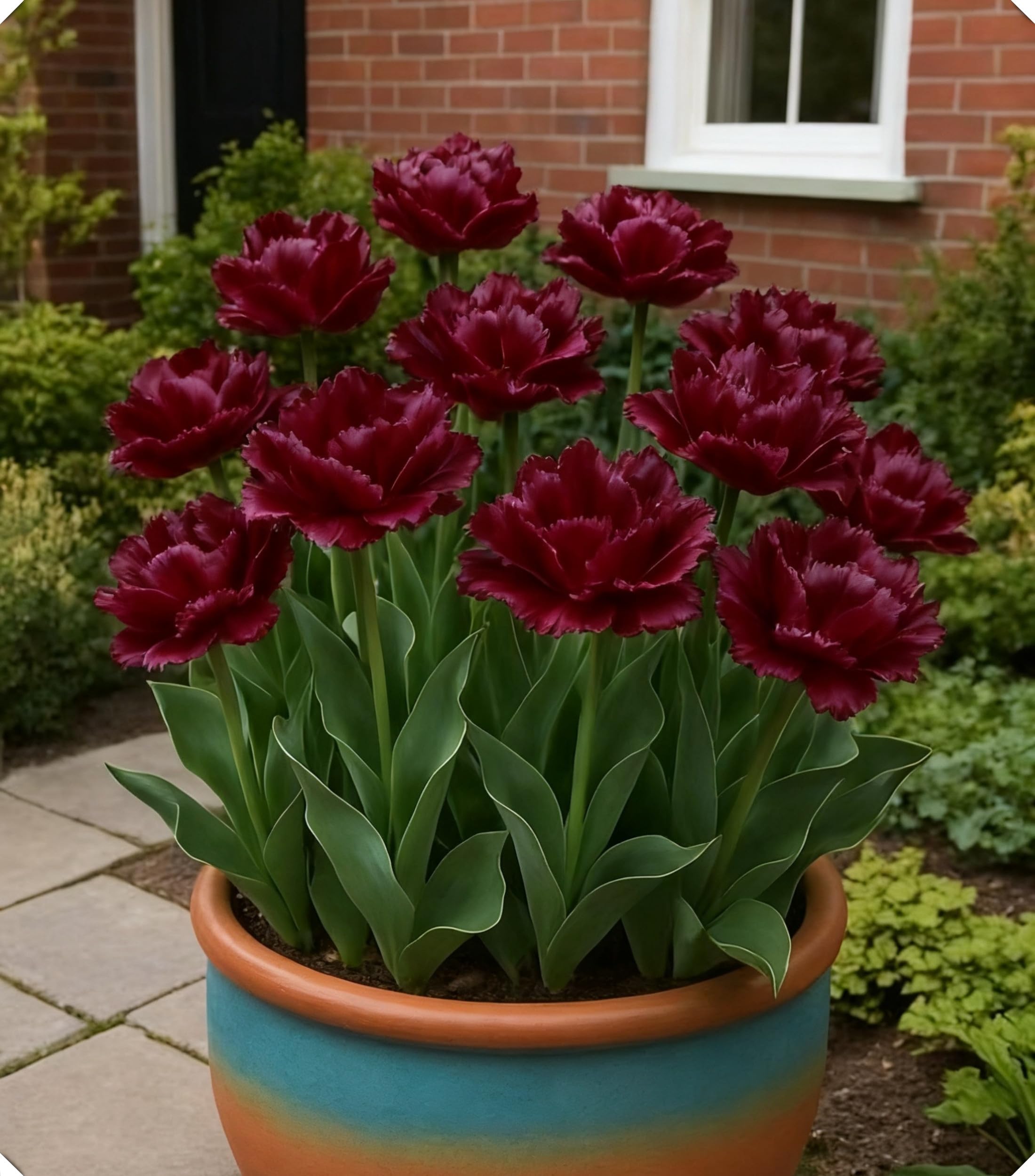 Tulipano ornamentale – Colori intensi e delicatezza per ambienti accoglienti-15bulbi-C