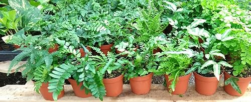 Miniatura 4 de Helechos - Jardín de hadas - 5 plantas diferentes - Macetas de 4"