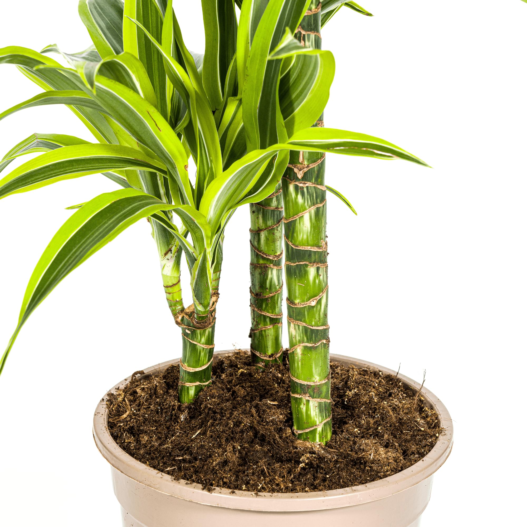 Drachenbaum Dracaena Deremensis Lemon Lime – Zimmerpflanze – Ø21cm – 90-110cm hoch – Schlanke grüne Blätter mit hellgrünem Rand