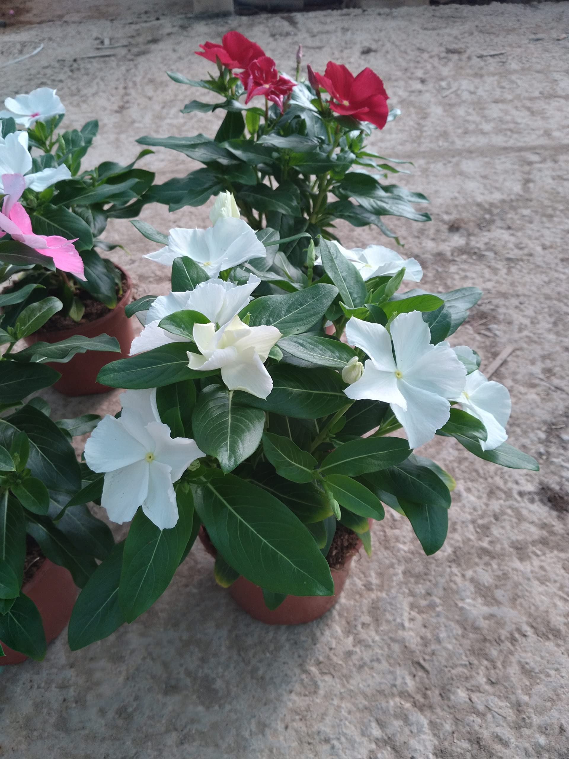 Planta natural Vinca, Laurel de flor pack 6 plantas