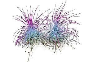 Thin Air Plant: Guatemala Tillandsia Live Airplant