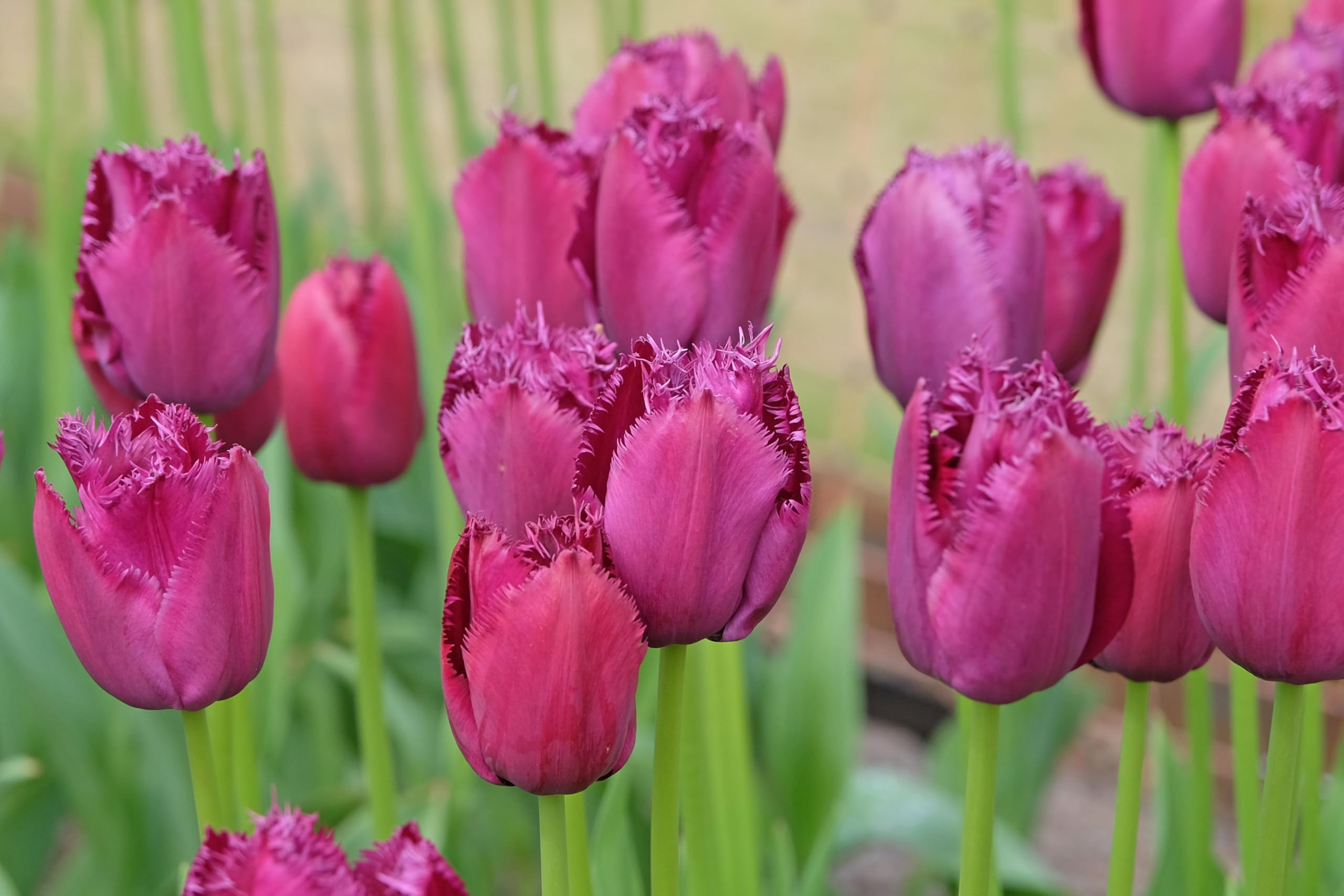 Lincolnshire Pond Plants Ltd - Tulipa Couleur Cardinal Plant Bulb x10 - 4
