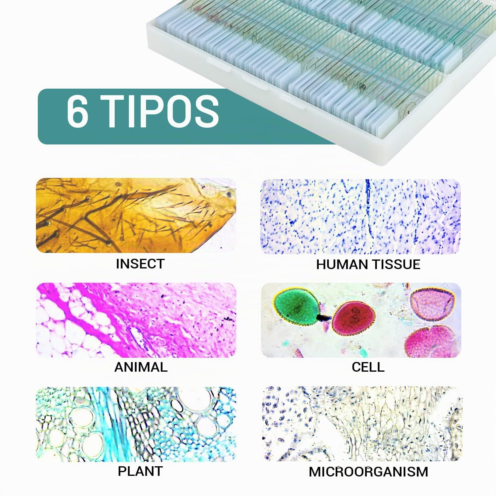 100 Muestras Microscopio Preparadas para Niños, Portaobjetos Microscopio con Plantas Animales Insectos Humana Cellular para Adultos Niños Estudiantes, Uso Escolar en Casa