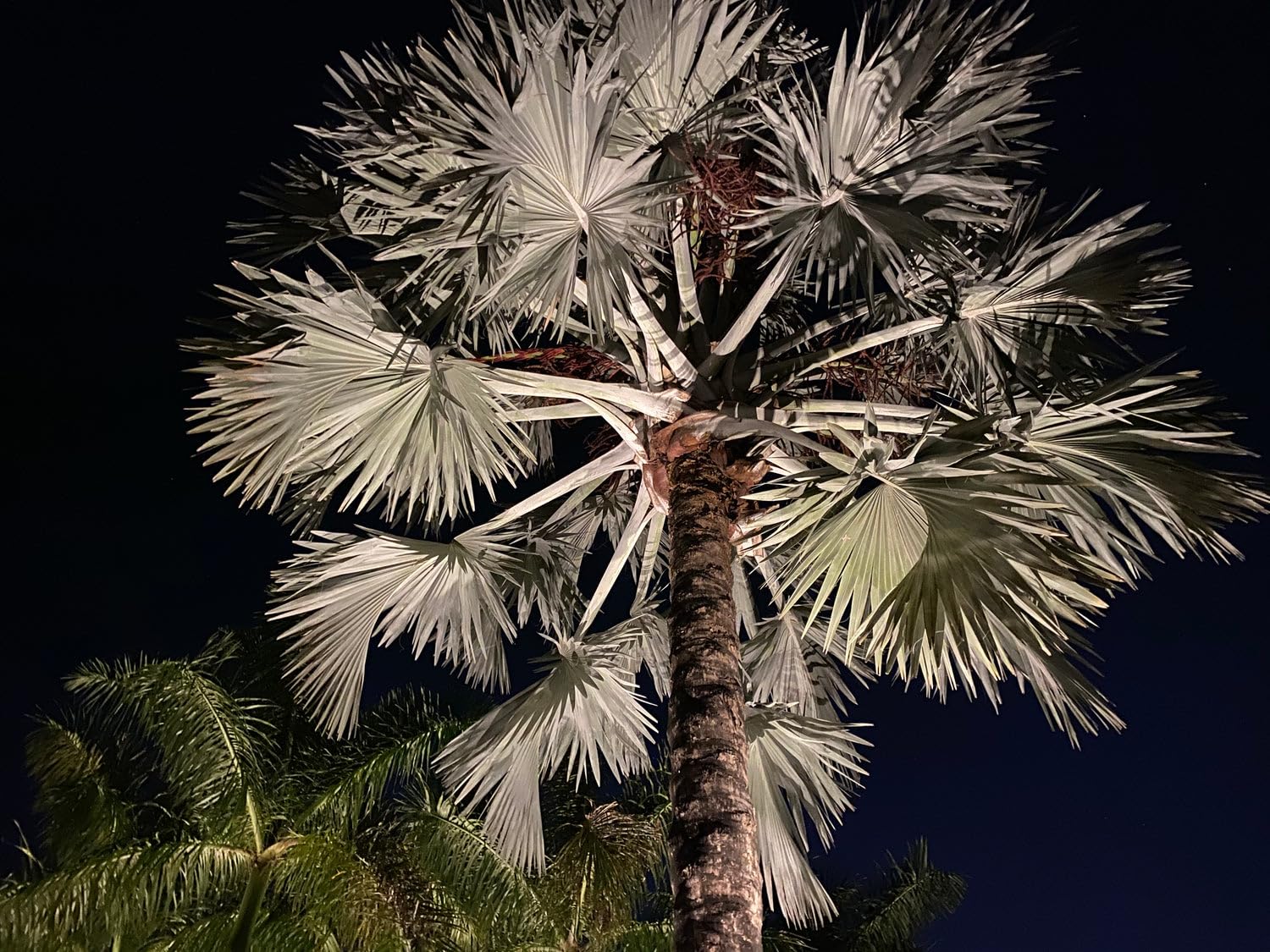ブナー【種】88粒‬Bismarckianobilis 'Silver' Amazon.com : Bismarckia Nobilis Silver Bismarck Palm - Striking