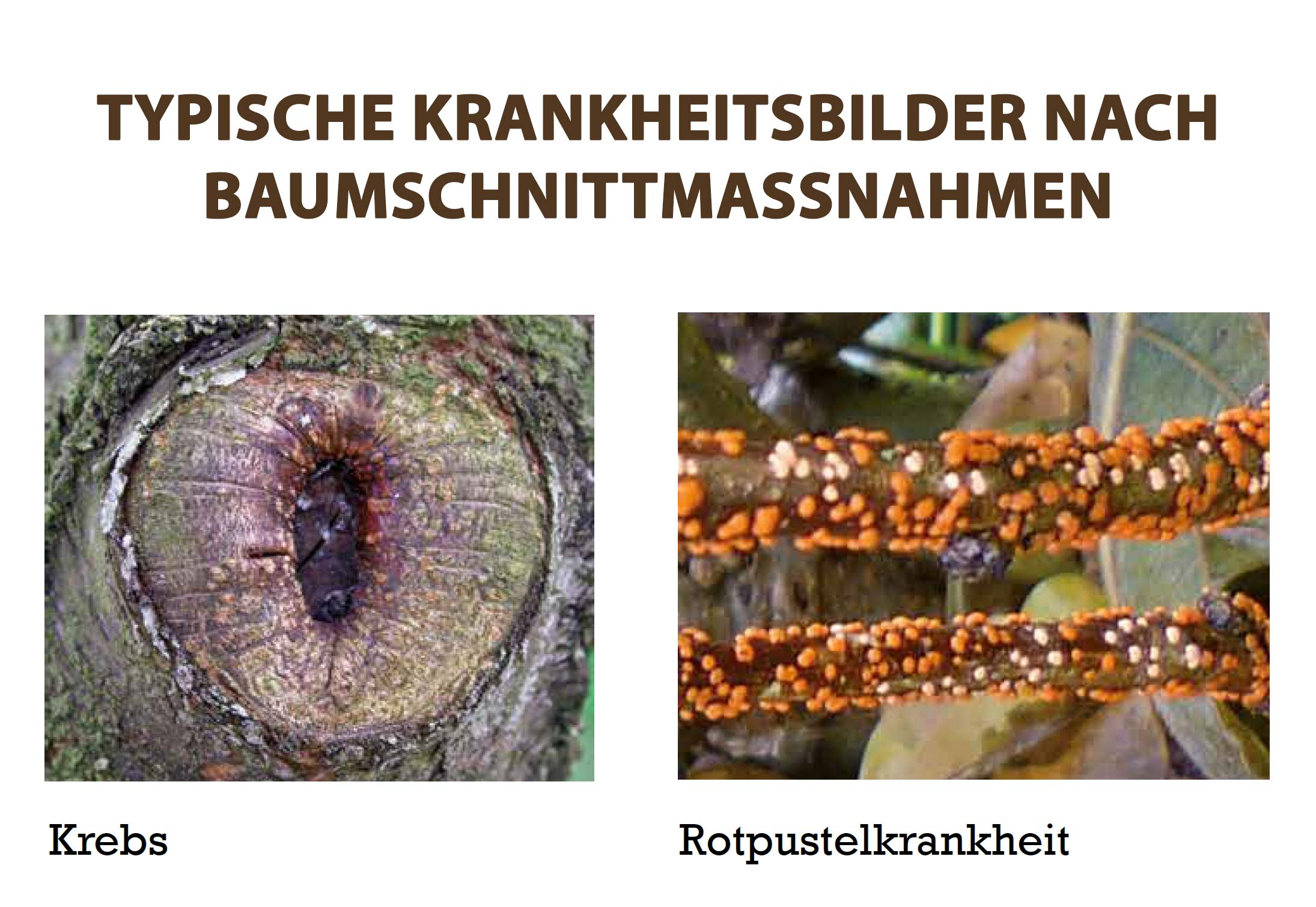 Naturen – Bio wundba lsam – 150 g