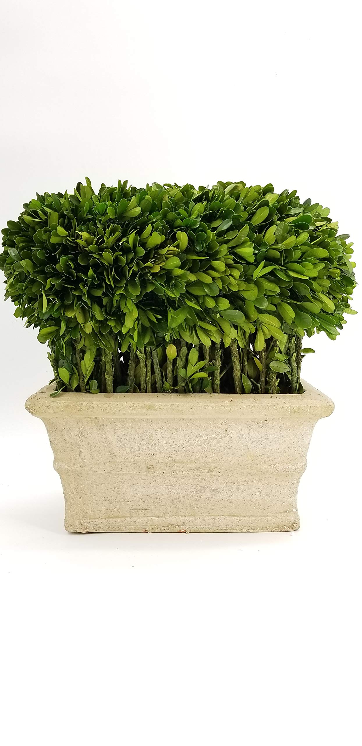 Tradingsmith Preserved Boxwood Large Tree Topiary