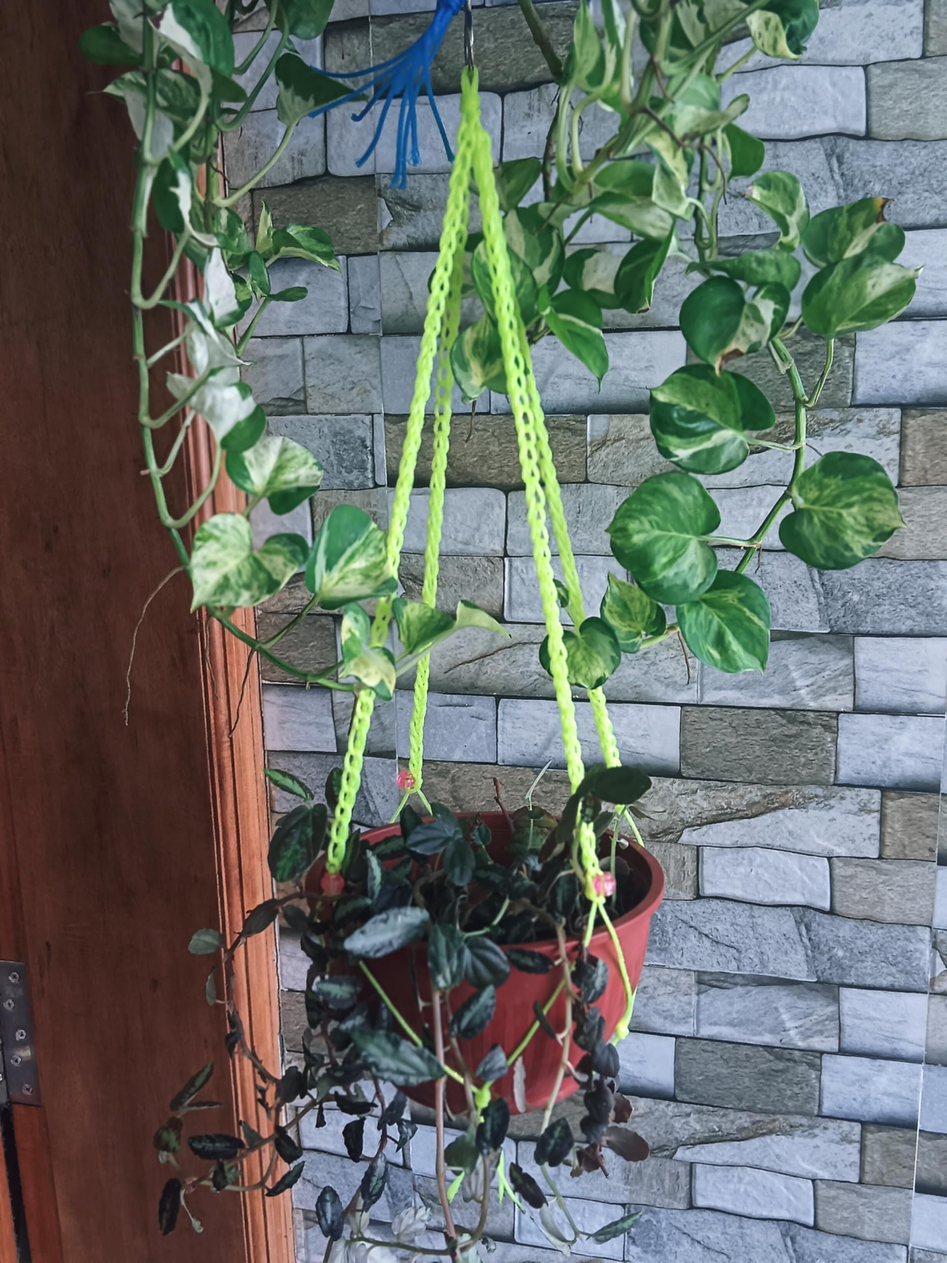 Nylon Plant Hanger 7205 (B0D59QCZL8) Amazon Price History, Amazon Price Tracker
