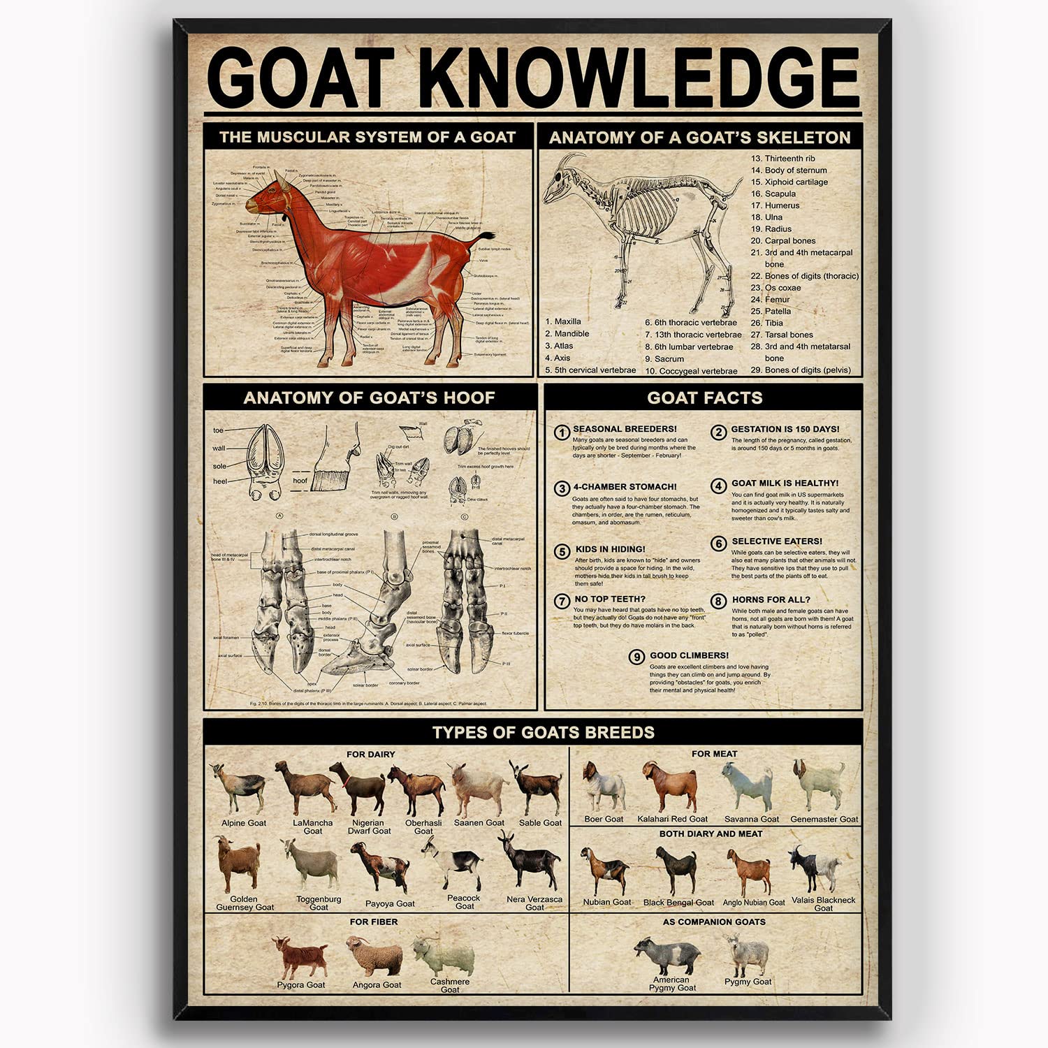 351 Metal Tin Sign 545 Wall Art Decor Types Of Goats Breeds Goat Knowledge Printing Pastoral Education Metal Wall Sign Vintage Wall Poster Funny Metal Poster For Cafe, Kitchen, Bar 20X30cm