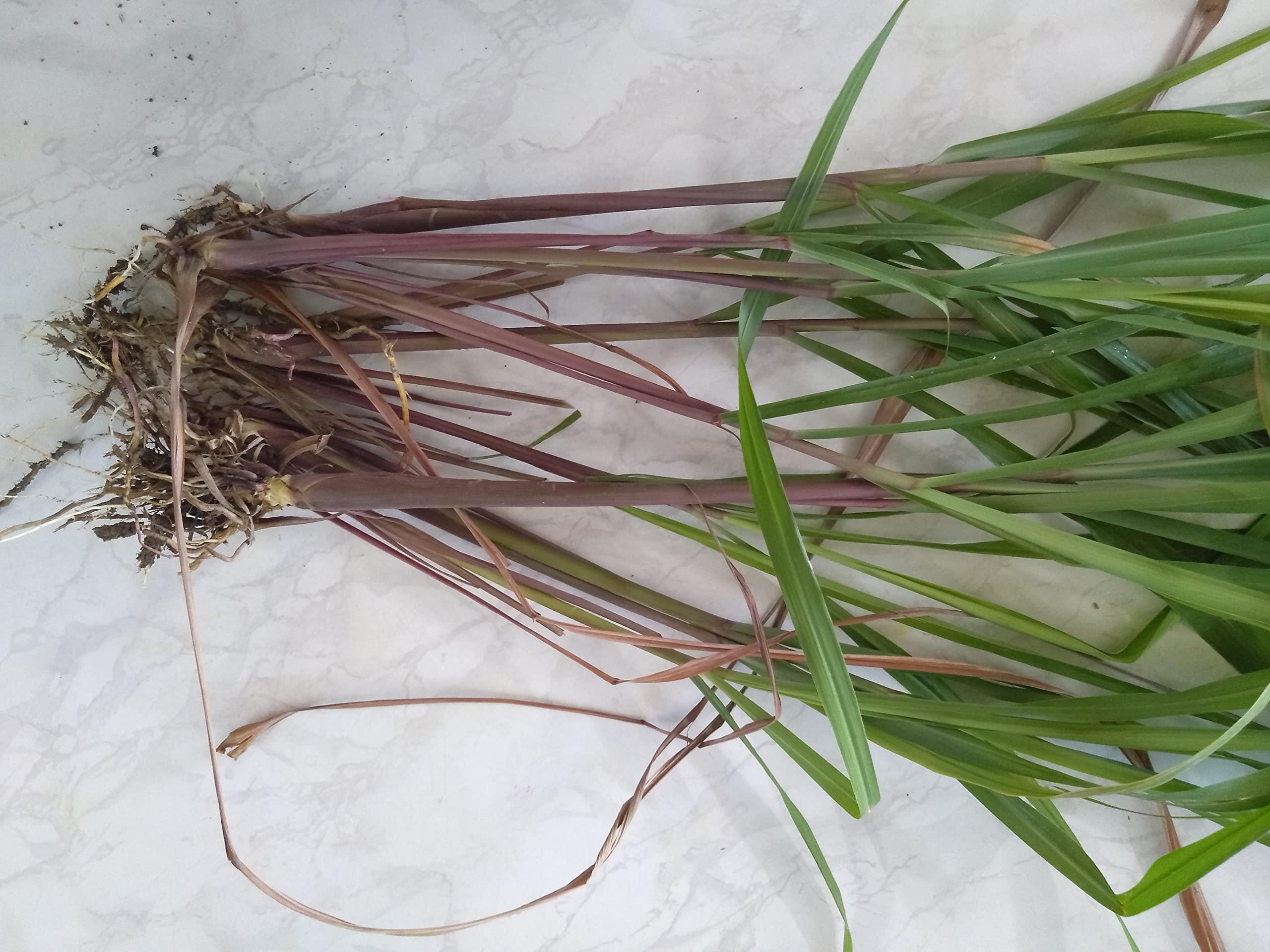 See full amazon price history chart for Fresh Organic Agrotech -Citronella Grass live root slips, widely use in adds flavoring for culinary/tea, a great fever reducer, muscle relaxer better than lemon grass for cultivation/gardening (Pack of 25Nos) Fresh Organic Agrotech -Citronella Grass live root slips, widely use in adds flavoring for culinary/tea, a great fever reducer, muscle relaxer better than lemon grass for cultivation/gardening (Pack of 25Nos) (B09JLVHGDB) Amazon Price History, Amazon Price Tracker
