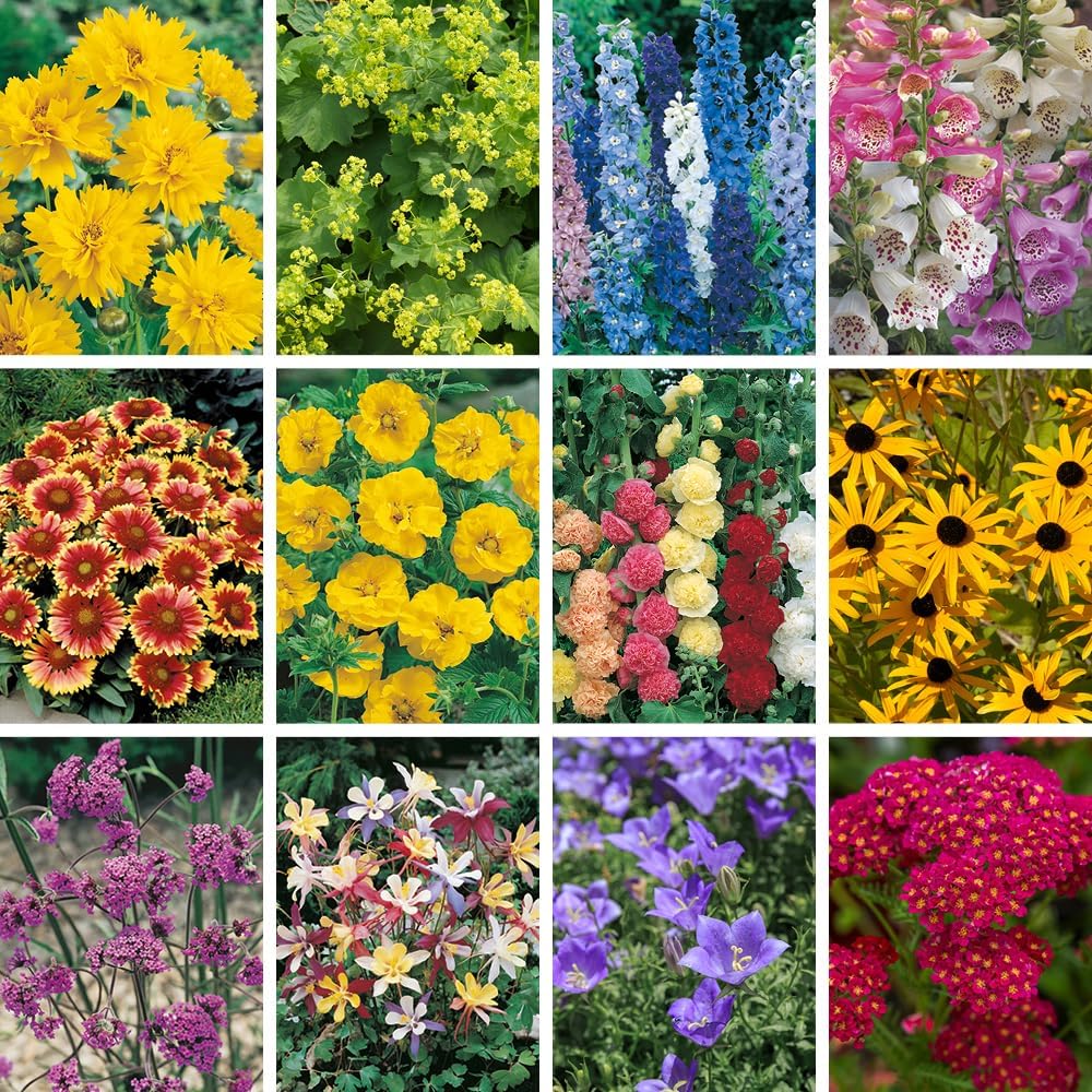 You Garden 12 x Cottage Garden Perennial Jumbo Plugs Assorted Hardy Perennial Plants