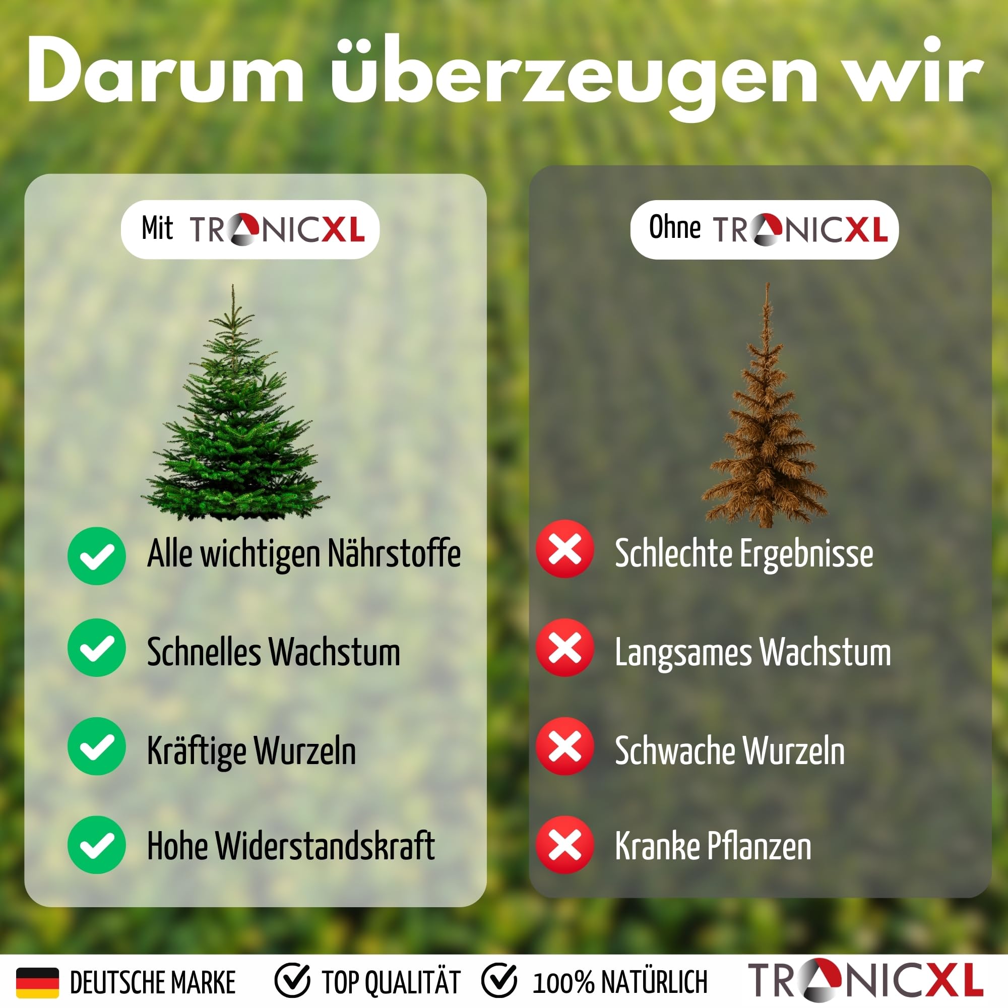 Thuja occidentalis Brabant bemesten