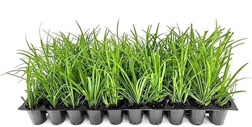 Big Blue Liriope Muscari Bandeja de 54 unidades Hierba perenne tolerante a la sequía de bajo mantenimiento Lilyturf