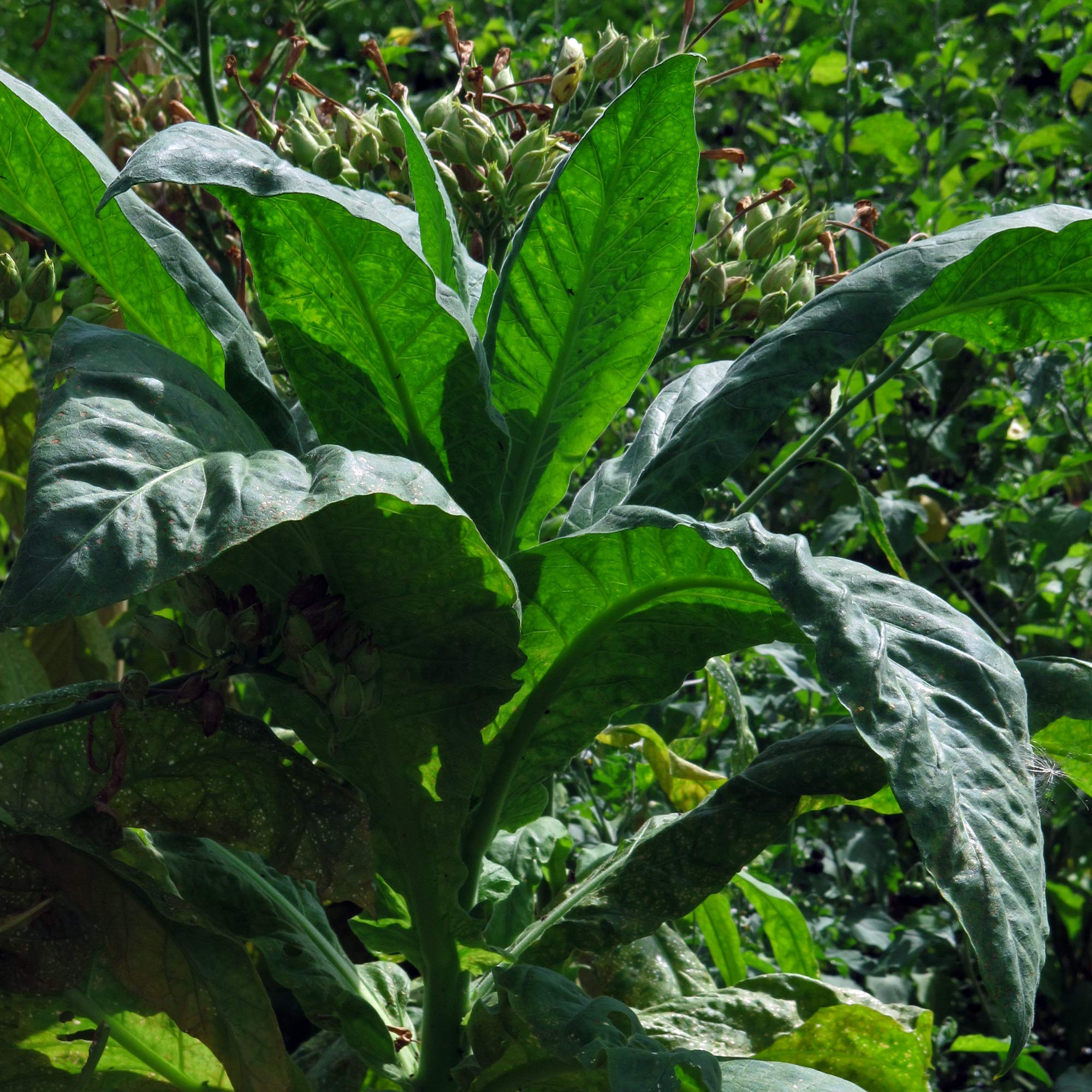Virginia Tobacco 'Virginia Gold' (Nicotiana tabacum) organic approx. 500  seeds : Amazon.com.be: Garden