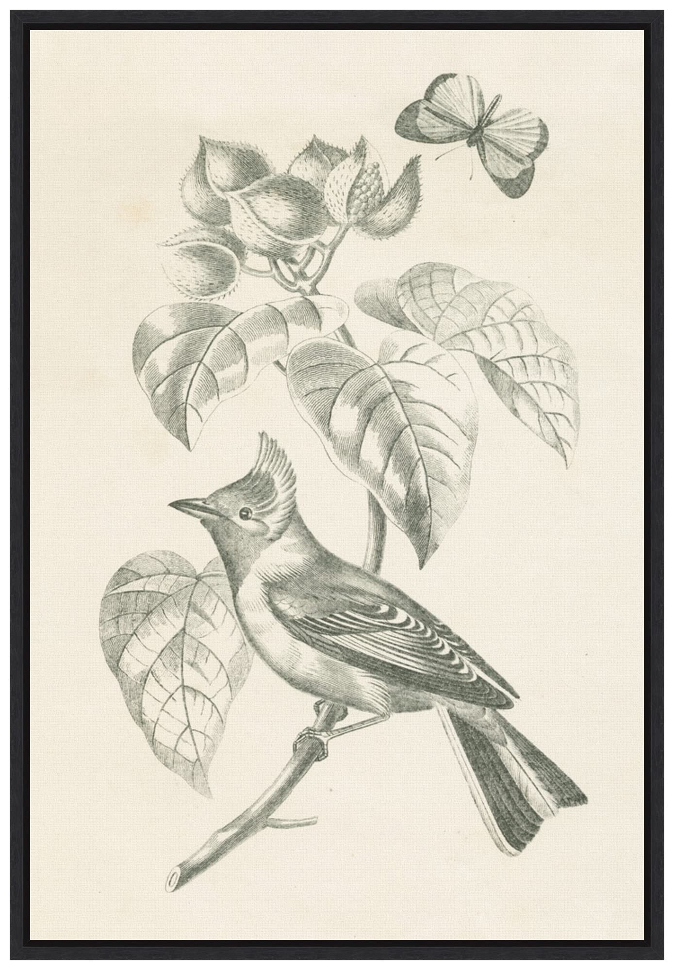 Amanti Art Framed Canvas Wall Art 23x16 French Bird Drawing by Wild Apple Portfolio, Framed Wall Art Canvas, Animals Artwork, Modern Decor, Medium Poster Painting for Living Room, Bedroom, Bathroom,