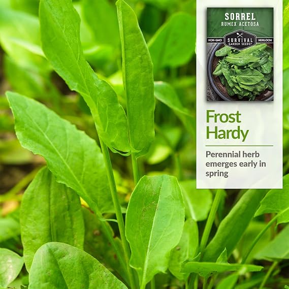 Sorrel Seeds for Planting - 1 Pack