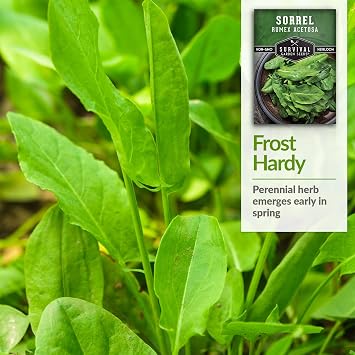 Sorrel Seeds for Planting - 1 Pack
