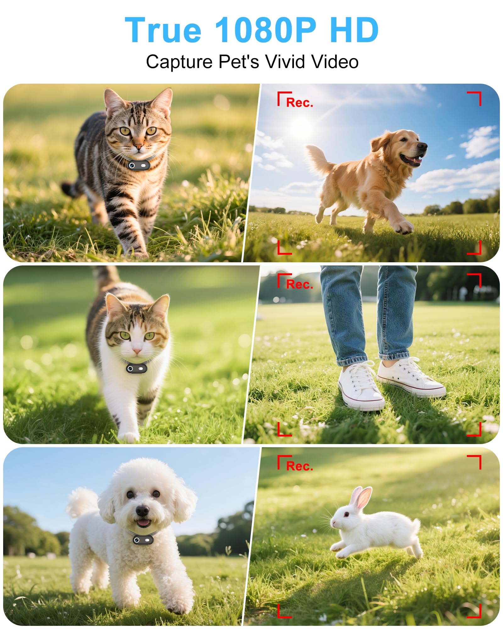 Collare per fotocamera per cani e gatti con app per telefono, registrazione video HD 1080p, telecamera POV per animali domestici XS/M, per cani e gatti grandi, telecamere senza fili con