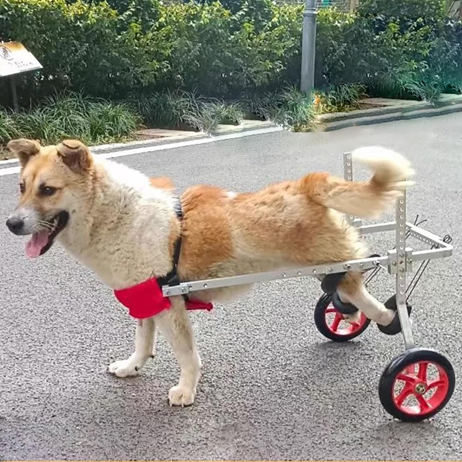 Silla de ruedas para perros grandes y gatos: andador regulable de rehabilitación