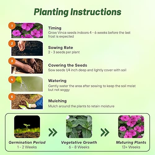 Miniatura 4 de Outsidepride Cascade Lilac - Semillas de bígaro para plantar, 25 unidades, anuales, de floración rápida, tolerantes al calor y a la sequía