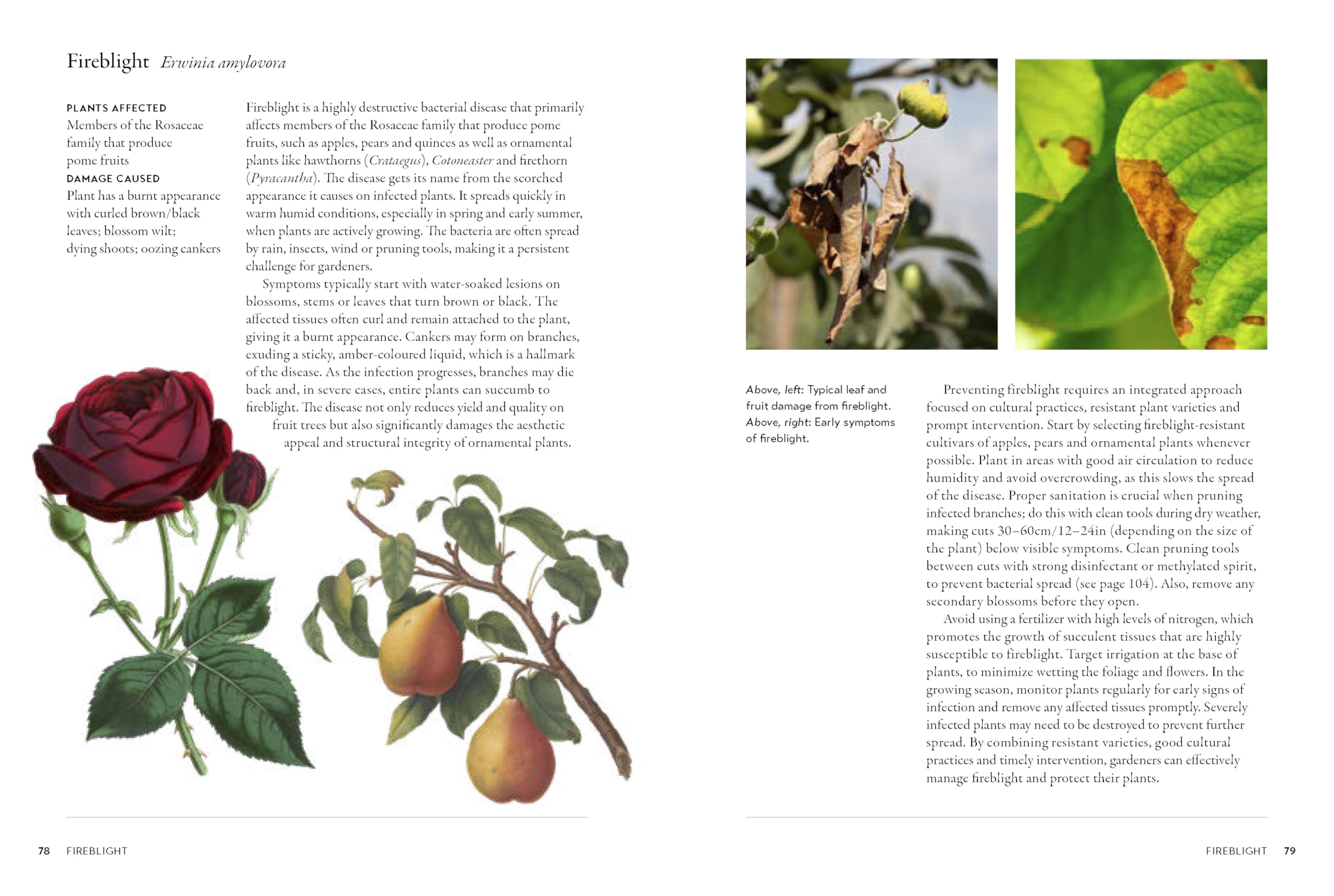 Gardener's Companion to Pests and Diseases: A Guide to Diagnosis, Treatment & Prevention