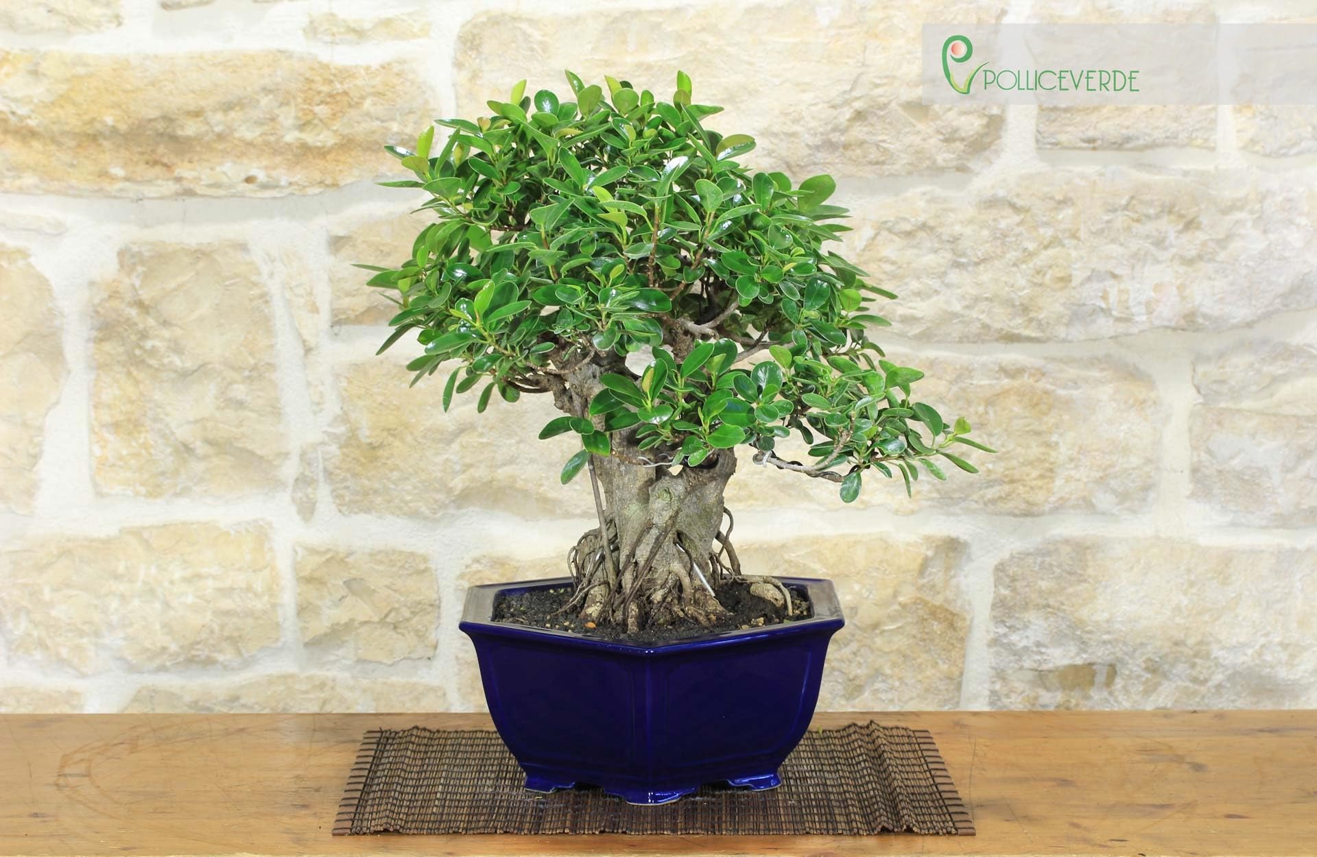 Bonsaï Ficus Panda (25)