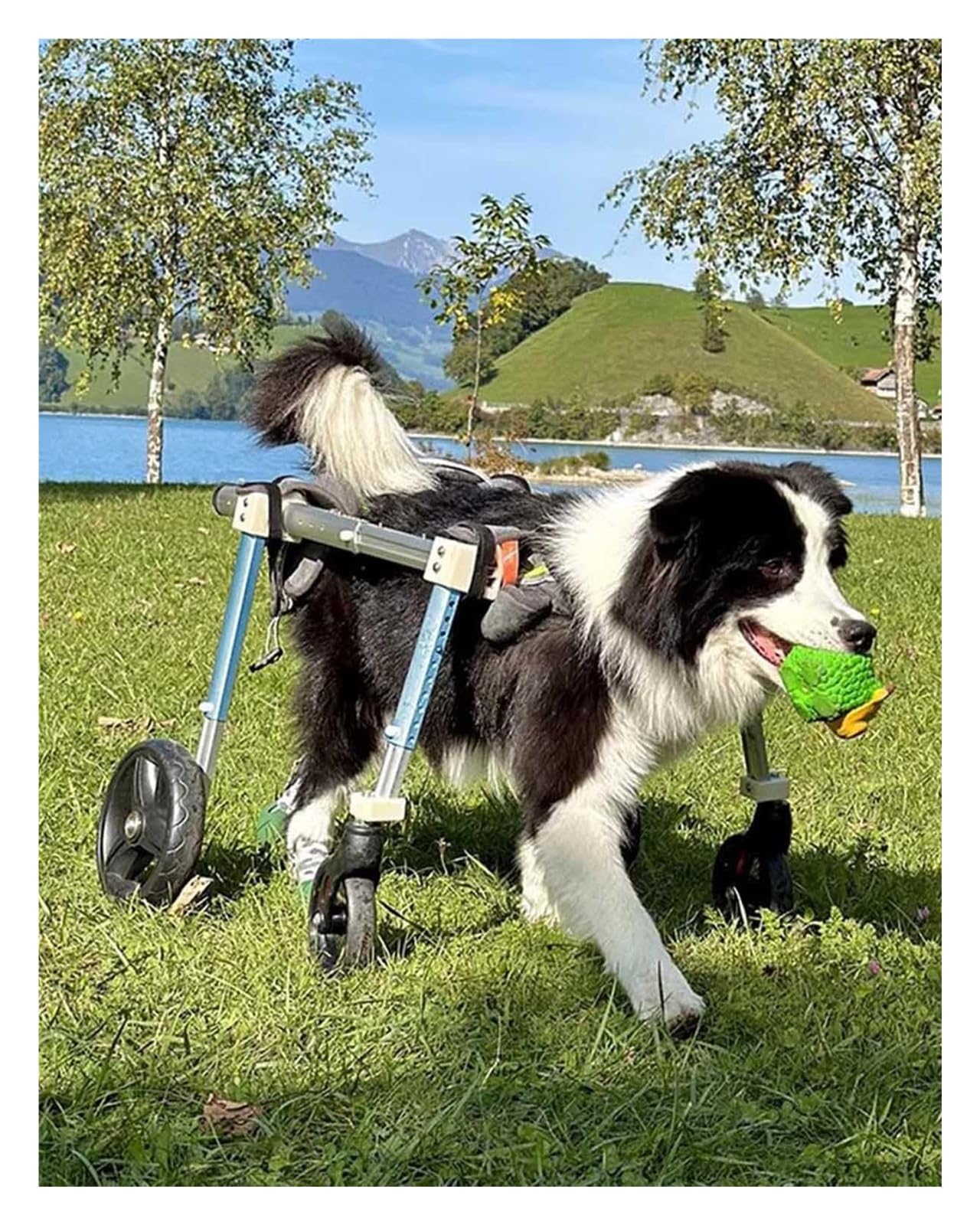 Fauteuil pour chien paralysé à 4 roues réglable XS
