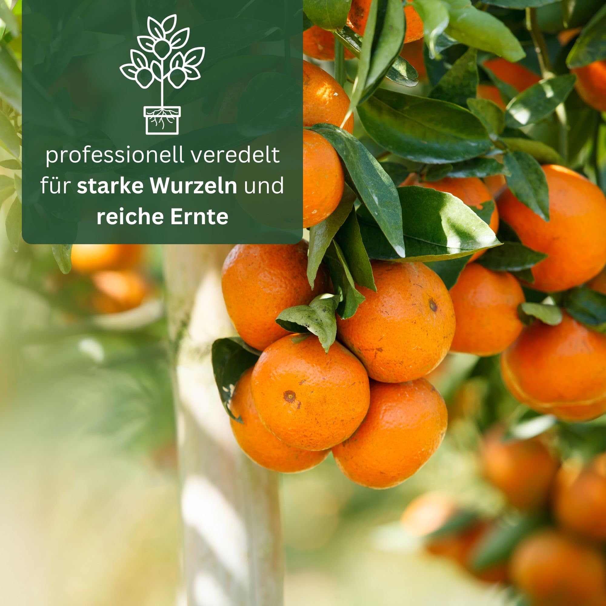 Verhaal Over De Citroenboom Stock Illustratie - Illustration of geel