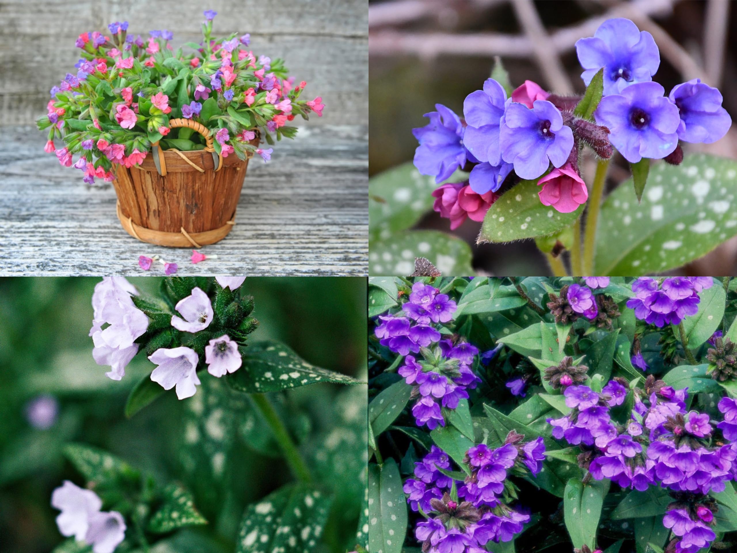 50+ SEEDS- Mix Lungwort Flower Seeds For Planting. (Pulmonaria officinalis) Grow Year Round. (B0D6WTPWNZ) Amazon Price History, Amazon Price Tracker