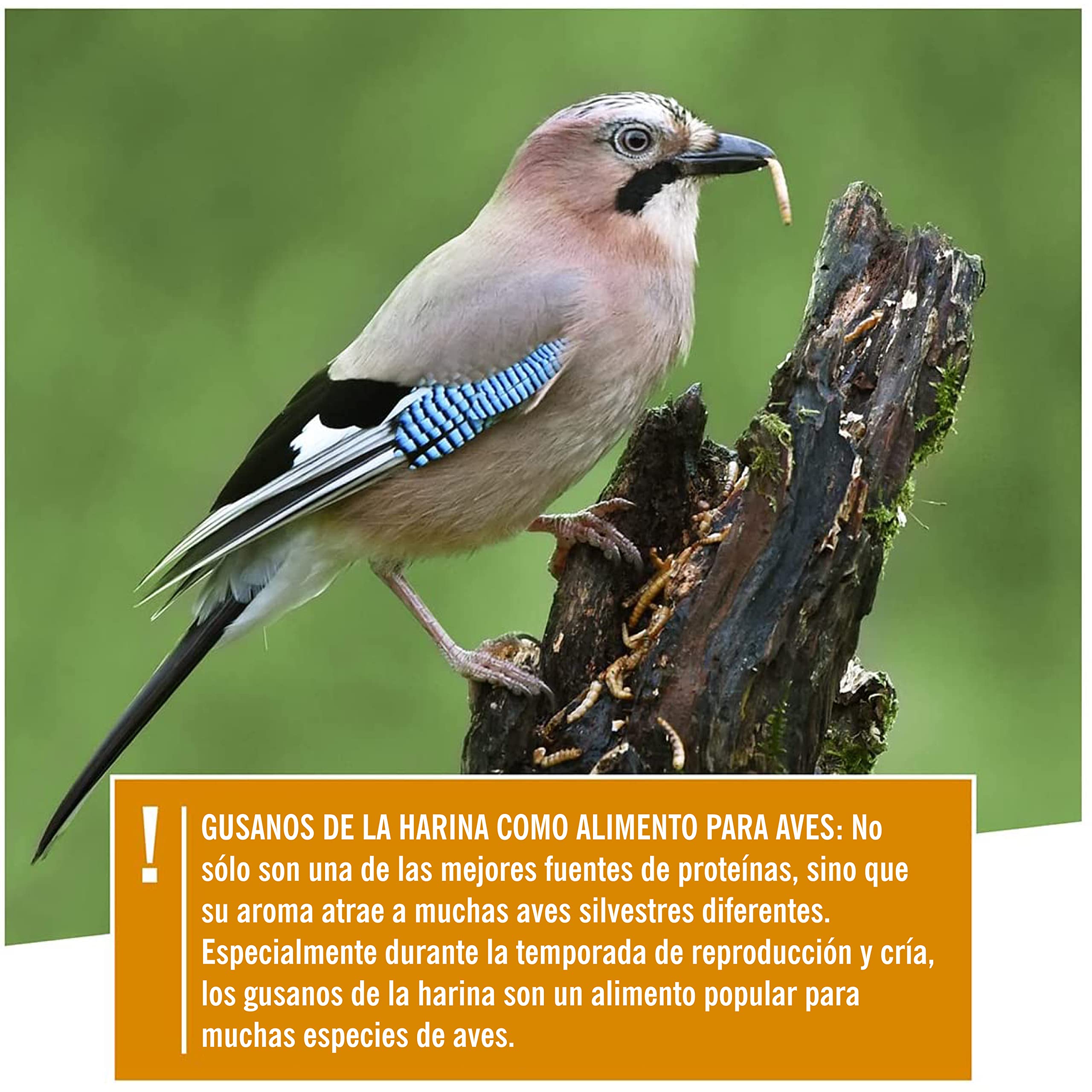 Corazón Animal Salvaje I Noble Gusanos de la harina, seco 5 litros I Gusanos de la harina seco para pájaros y erizos I 800g