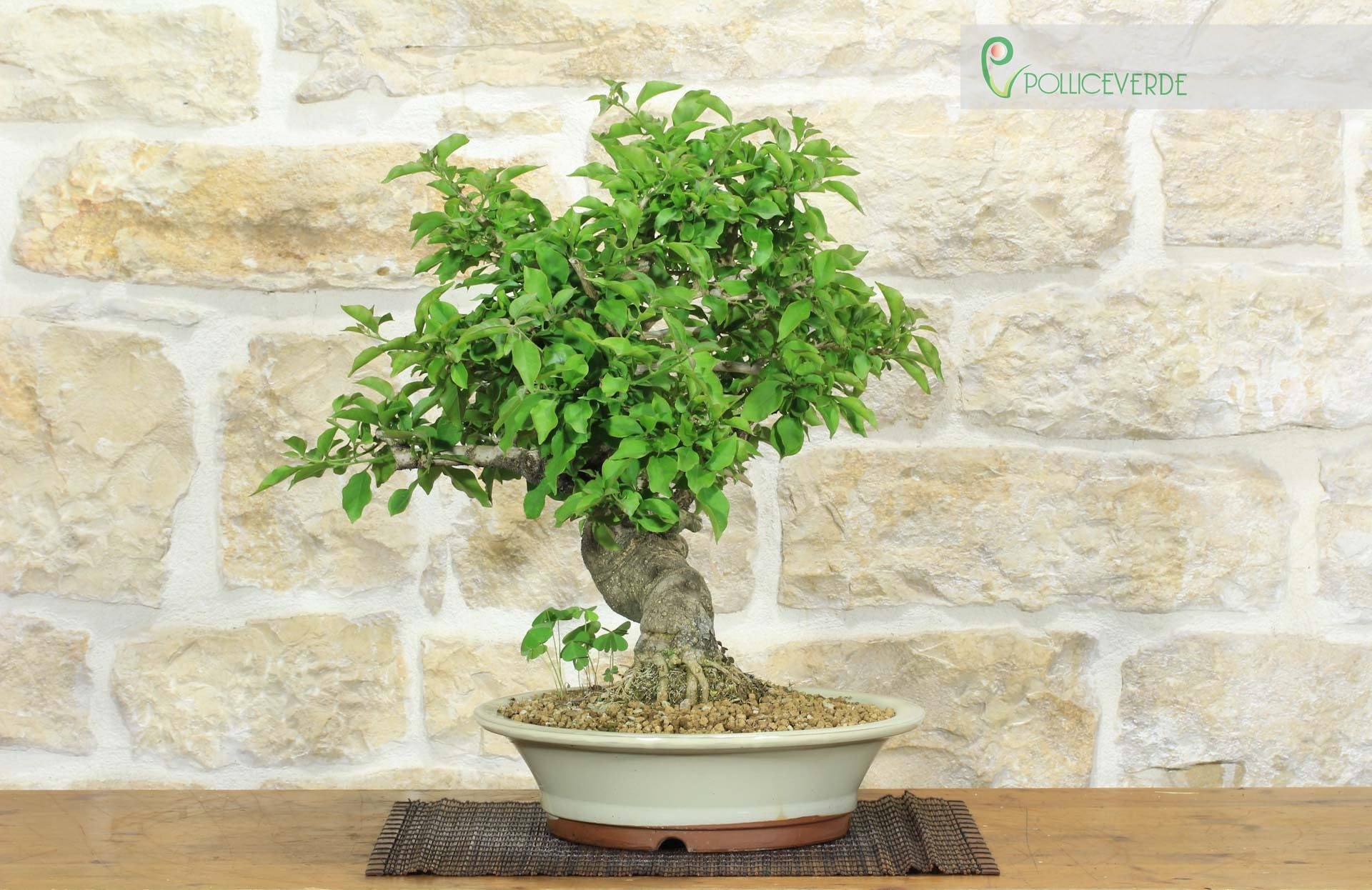 Bonsai di Bougainvillea Spectabilis (121)