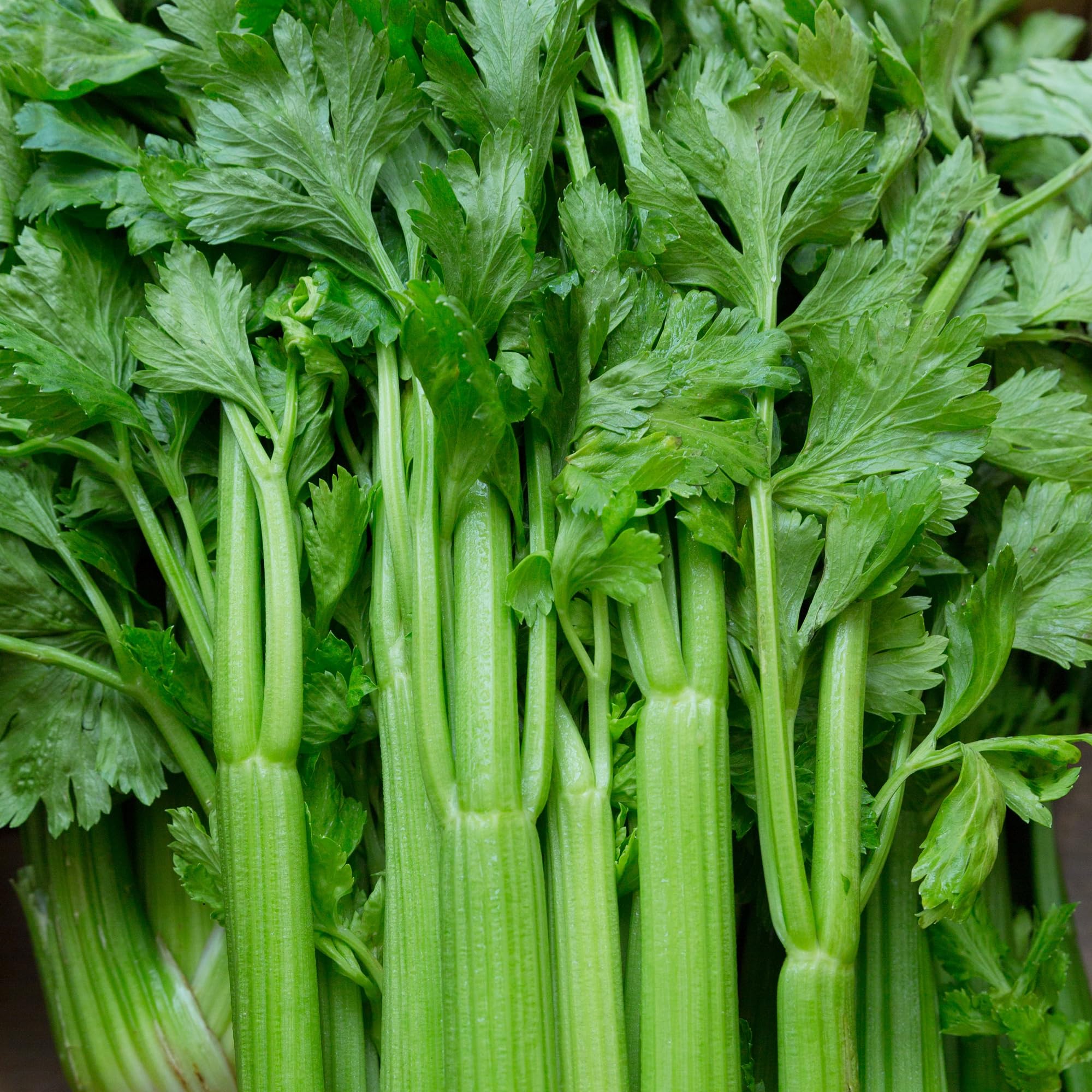 JIGNISHASEEDS Exotic Celery (Ajmoda) Seeds Ajma ke beej Hybrid Easy To Grow Vegetable Seeds for Home, kitchen, Terrace And Balcony Garden - Pack of 100 (B0BGCB8KC5) Amazon Price History, Amazon Price Tracker